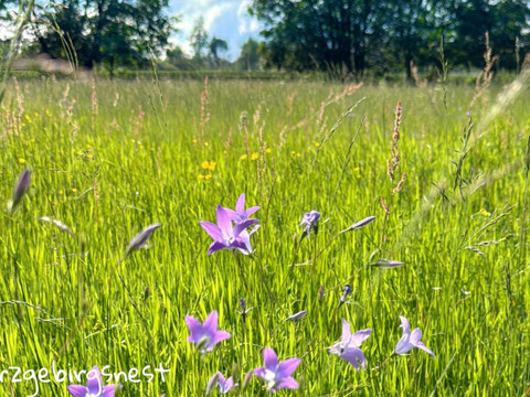Natur pur an zahlreichen Wanderwegen