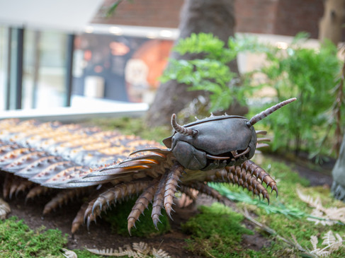 Sculptuur van een prehistorisch dier met twee antennes en een gesegmenteerd lichaam in het Museum am Schölerberg.