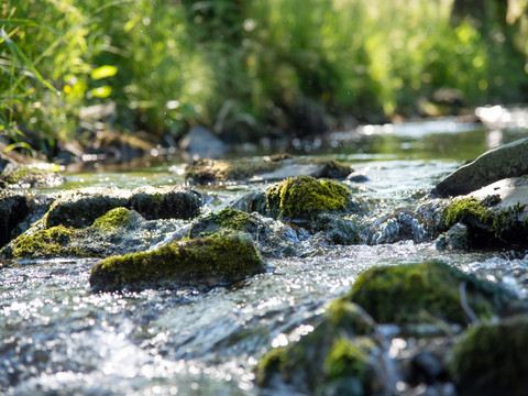 Staatsforst Puhlbruch Ein klarer, flacher Bach fließt über moosbedeckte Steine, umgeben von üppigem, grünem Gras.