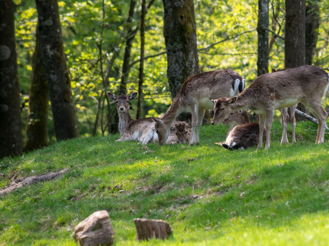 Waldlehrpfad mit Tieren Eine Herde Damhirsche grast friedlich auf einer sonnigen Waldlichtung, umgeben von hohen Bäumen.