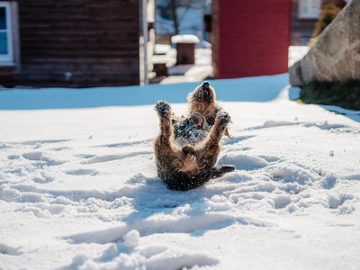 Torfhaus Harzresort - Dackel im Winter Torfhaus Harzresort - Dackel im Winter