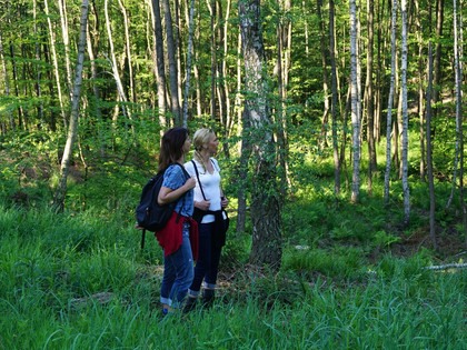 Naturwald Düsterbeek