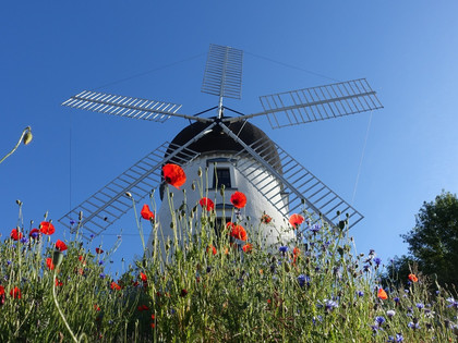 „Lady Devorgilla“ Mühlenmuseum Gifhorn