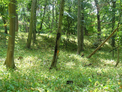 Harlyburg