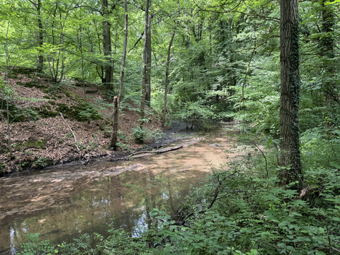 Saaler Mühle Ein ruhiger Waldweg führt entlang eines klaren Bachlaufs, umrahmt von üppigem, grünen Laub.