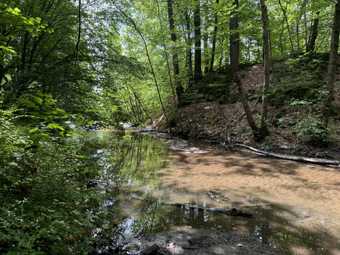 Saaler Mühle Waldlichtung mit ruhigem Bach unter Bäumen, Sonnenlicht fällt durch das Blattwerk auf das Wasser.
