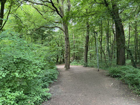 IMG_1718.jpeg Ein schattiger Waldpfad schlängelt sich durch dichtes, grünes Laubwerk unter hohen Bäumen.