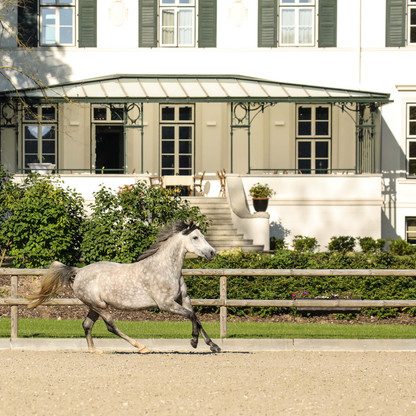 Pony auf dem Hotel Gut Immenhof Malente