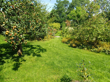 Mori-Garten Odisheim - Apfelbaum