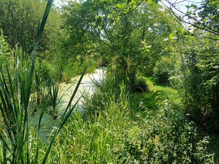 Mori-Garten Odisheim - Wasser