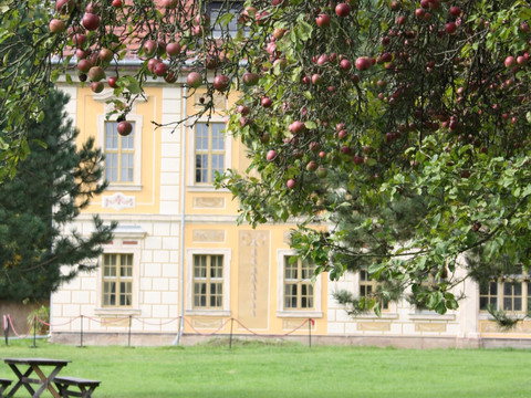 Kössern hunting château - garden side Das Bild zeigt einen Apfelbaum vor der gelben Fassade des barocken Jagdhauses.The picture shows an apple tree in front of the yellow façade of the baroque hunting château.Na snímku je jabloň před žlutou fasádou barokního loveckého zámečku.Zdjęcie przedstawia jabłoń przed żółtą fasadą barokowego domku myśliwskiego.Op de foto zie je een appelboom voor de gele gevel van het barokke jachtslot.L'immagine mostra un albero di mele davanti alla facciata gialla della casa di caccia barocca.