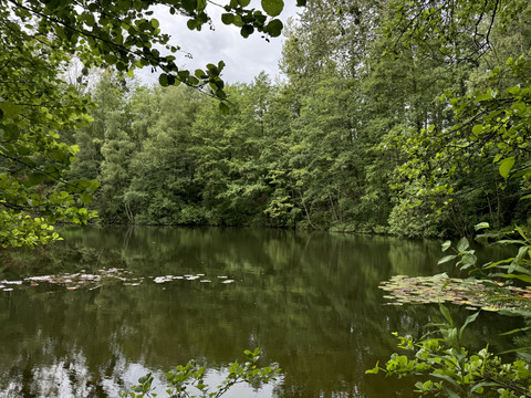Grube Cox Ein idyllischer, von Bäumen umsäumter See mit Seerosen unter einem bewölkten Himmel.