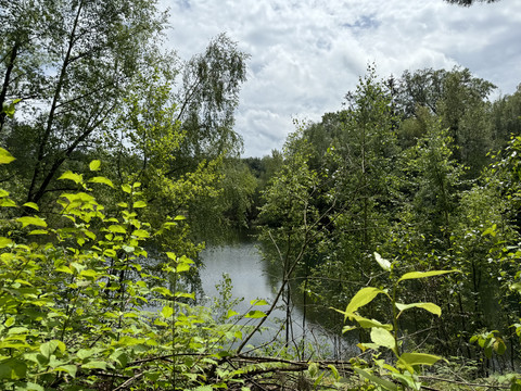 Grube Cox Ein idyllischer Waldsee, umgeben von dichten, grünen Bäumen unter einem bewölkten Himmel.