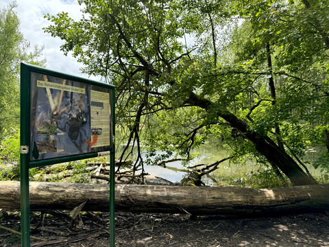 Grube Cox Ein Naturlehrpfad mit Infotafel führt durch einen grünen Wald, hinter dem ein ruhiger Fluss fließt.