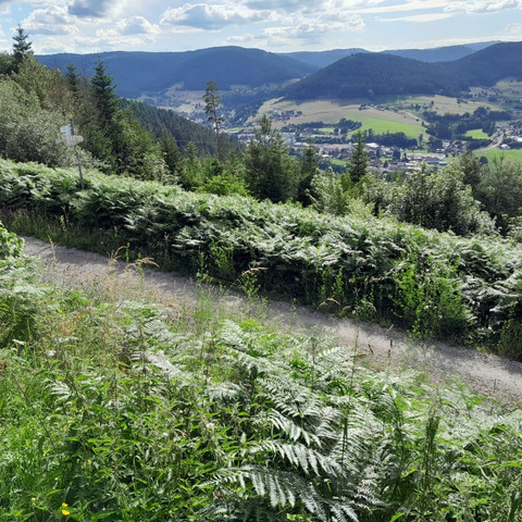 Weg_zur_Zimmerplatzhuette