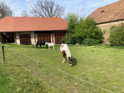 Mitbewohner des Hofes