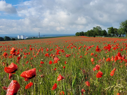 WerlaMohnfeld.jpg