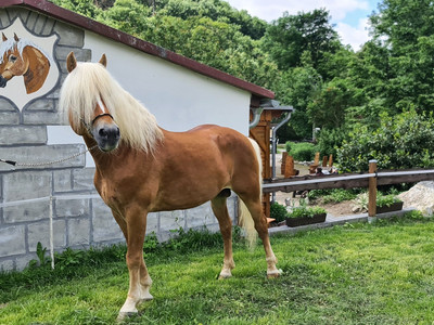 Reiterhof Wernigerode - Blick zum Reiterhof Reiterhof Wernigerode - Blick zum Reiterhof
