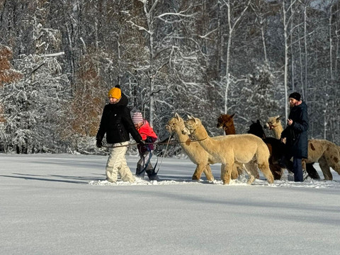 Wintermärchen mit Alpakas Zwei Personen führen mehrere Alpakas durch eine verschneite Winterlandschaft, umgeben von schneebedeckten Bäumen.
