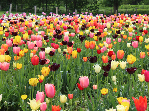 Tulpen1