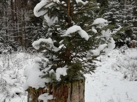 ohne Worte