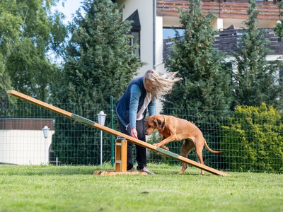 Hotel Der Wolfshof in Wolfshagen - Spiel mit Hunden