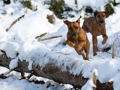 Hotel der Wolfshof in Wolfshagen - Winter mit Hund