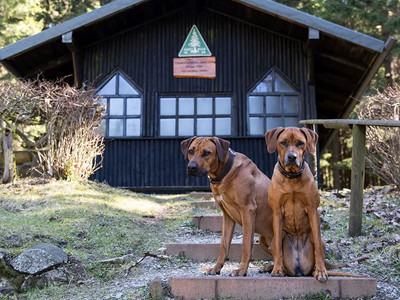 Hotel der Wolfshof in Wolfshagen - Hüttentour mit Hunden