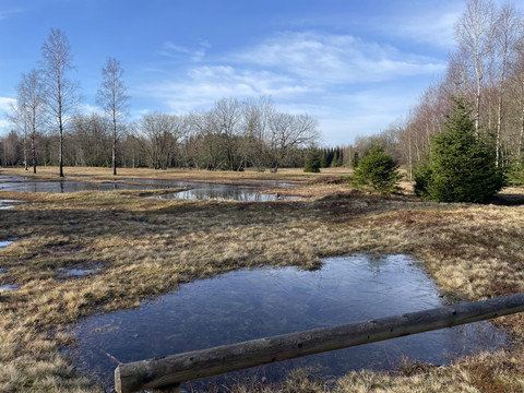 Orchideenwiese im Frühling