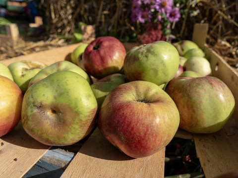 Obstwiesenfest Frische, rot-grüne Äpfel liegen auf einer Holzkiste im Freien, im Hintergrund violette Blumen.