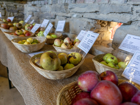 Obstwiesenfest Verschiedene Apfelsorten liegen in Körben auf einem Tisch ausgebreitet, mit Beschriftungskarten.