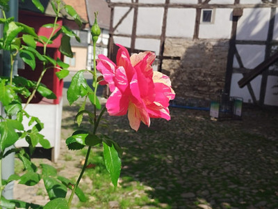 Schäfers Hof in Osterwieck - Osterwiecker Rose