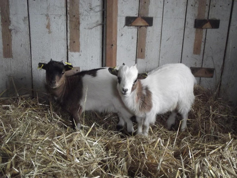Unsere Zwergziegen Schokko und Lolly