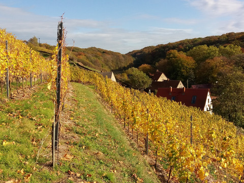 Blick vom Schlossweinberg in den Seußlitzer Grund