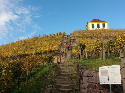 Blick zum Schlossweinberg mit Luisenburg
