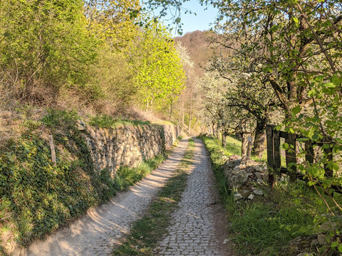 Weg zum Weinblick 2020