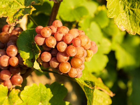 Weinrebe im Elbland