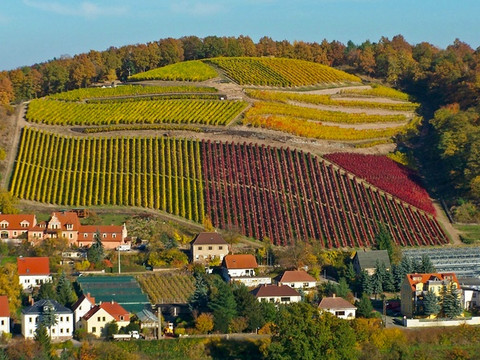 Weingut Schuh