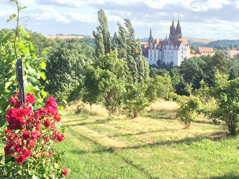 Blick von den Proschwitzer Weinbergen