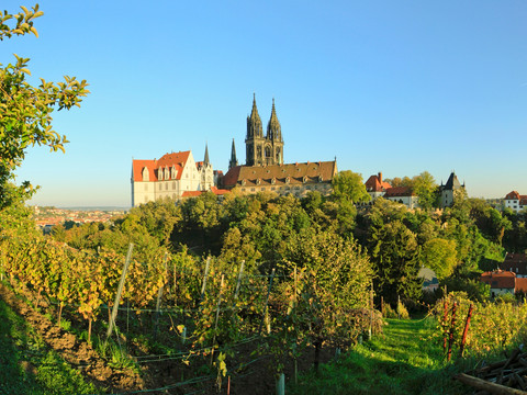 Linkselbische Weinberge