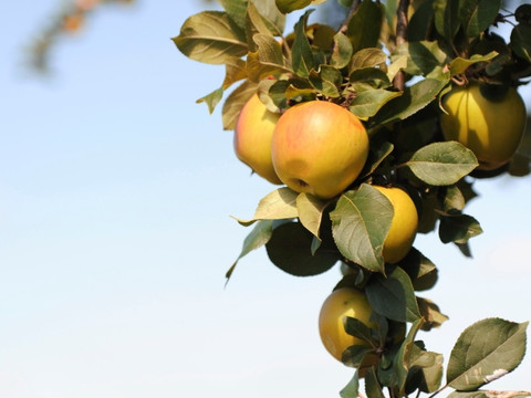 Sächsisches Obstland