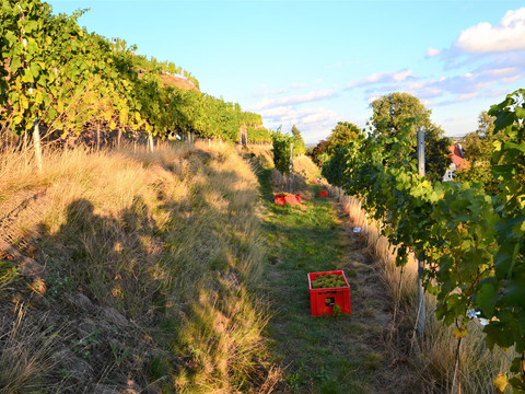 in den Weinbergen