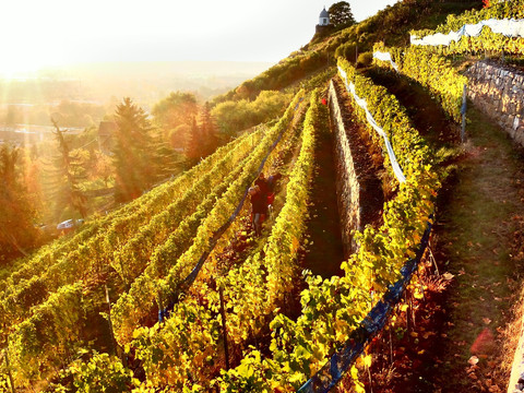 Weinberg Weingut Martin Schwarz