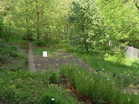 Blick in den unteren Bereich des Gartens