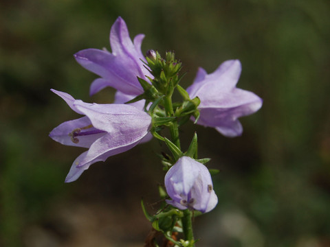 Bologneser Glockenblume - Campanula bononiensis