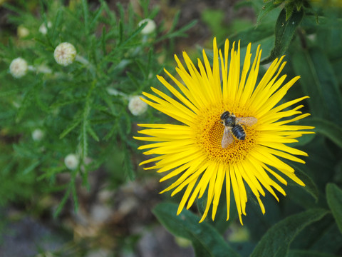 Rauhaariger Alant - Inula hirta