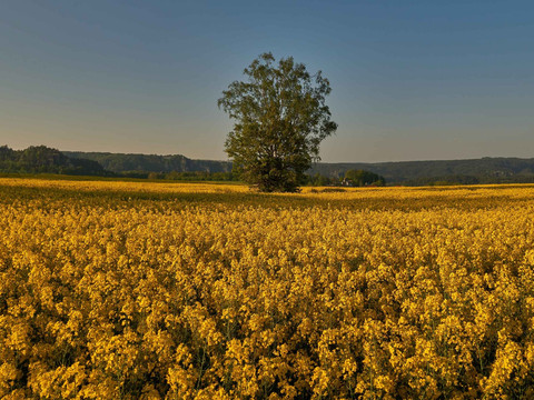 Rapsfeld Weißig