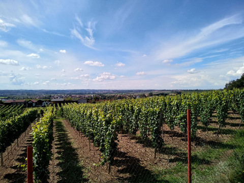 Blick von der Freilichtbühne Gellertberg