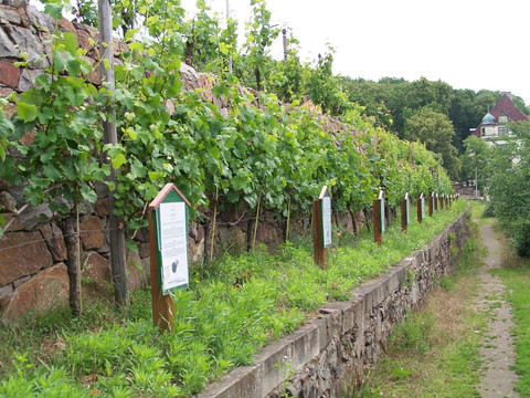 Weinlehrpfad
