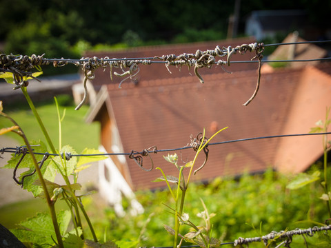 Blick aus dem Weinberg auf den Hof